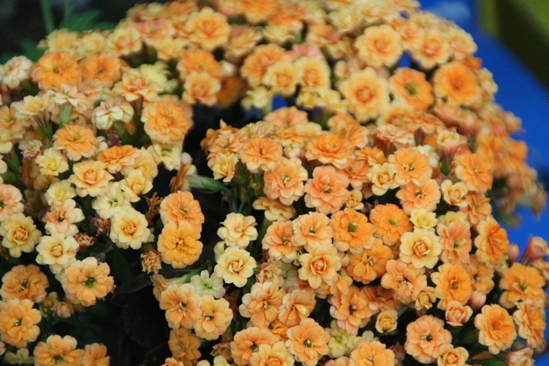 نمایشگاه گل و گیاه و لوازم التحریر در پلدشت + تصاویر