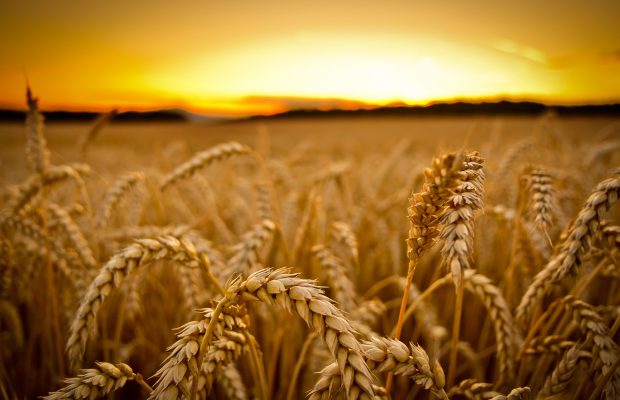 پیش بینی برداشت ۲۳ هزارتن گندم از اراضی پلدشت/ ۴ مرکز خرید دولتی وظیفه خرید گندم کشاورزان را برعهده دارند
