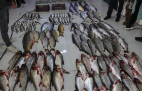 بازار ماهی فروشان پلدشت