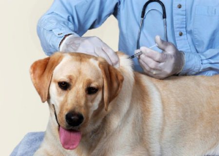 واکسیناسیون سگ ها علیه بیماری هاری در پلدشت