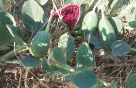 هندوانه کوهی، گیاهی دارویی در پلدشت/ تصاویر
