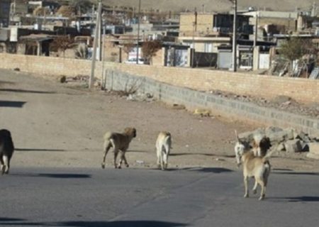 بازی سگ‌های ولگرد با سلامت شهروندان در پلدشت