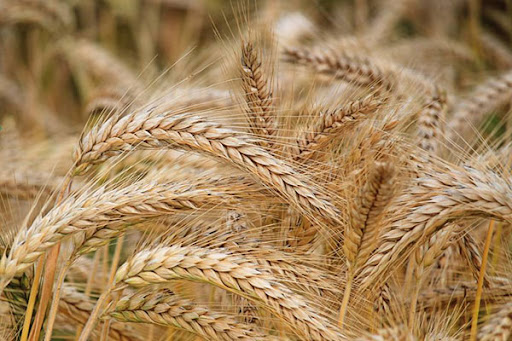 پیش‌بینی برداشت ۶۷۰ هزار تن گندم پاییزه از اراضی آذربایجان غربی در سال آتی/۳۸۰ هزار هکتار از اراضی آذربایجان غربی زیر کشت گندم پاییزه می رود