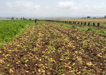 پیش بینی برداشت 22هزار تن سیب زمینی