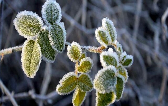 هواشناسی آذربایجان غربی نسبت به یخ زدگی محصولات کشاورزی هشدار داد