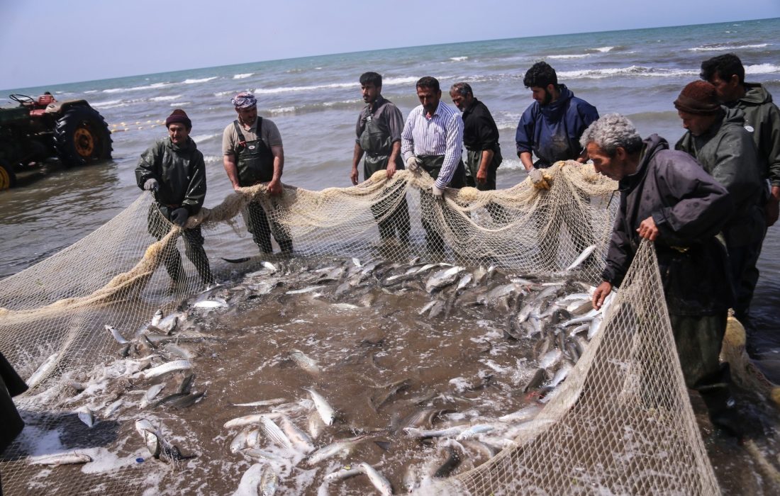 پیش بینی برداشت بیش از 3 هزار تن انواع ماهی استخوانی از رودخانه ارس