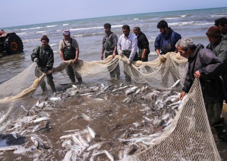 پیش بینی برداشت بیش از 3 هزار تن انواع ماهی استخوانی از رودخانه ارس