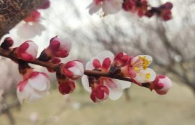 لبخند شکوفه های بهاری در پلدشت