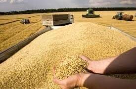 میزان خرید تضمینی گندم در آذربایجان غربی ۸۹ درصد افزایش یافت