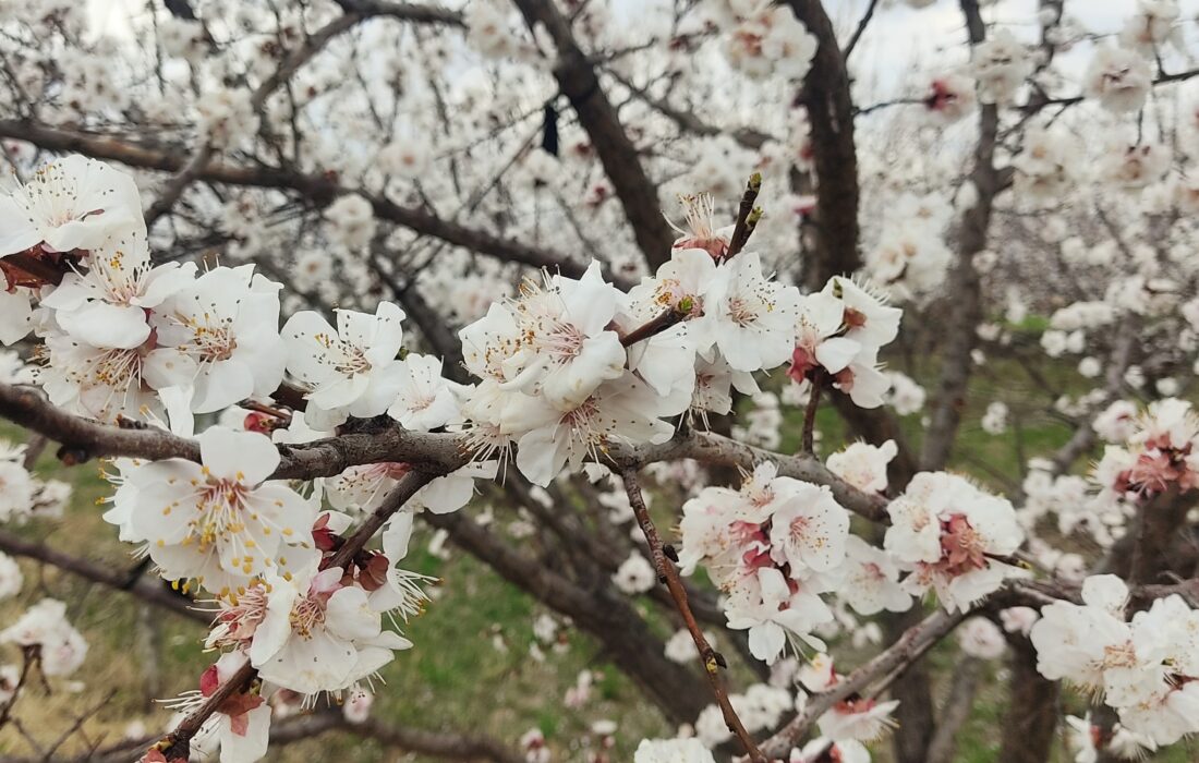 لبخند شکوفههای بهاری در پلدشت