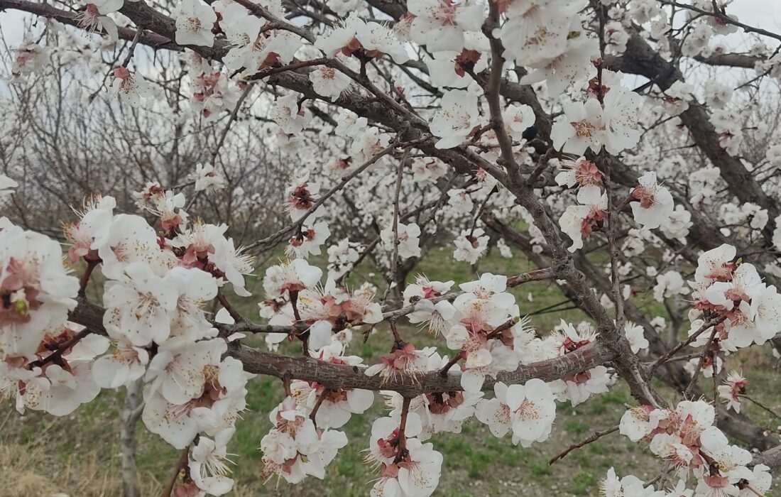 لبخند شکوفه‌های بهاری در پلدشت