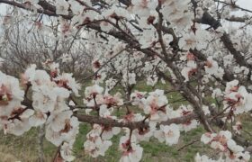 لبخند شکوفه‌های بهاری در پلدشت