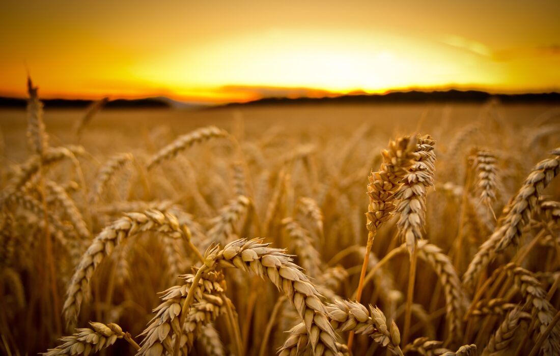  برداشت بیش از ۳۸ هزار تن گندم در پلدشت