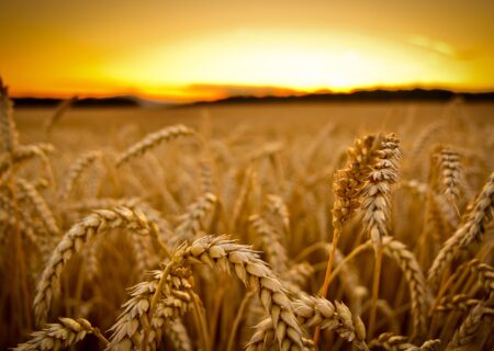  برداشت بیش از ۳۸ هزار تن گندم در پلدشت