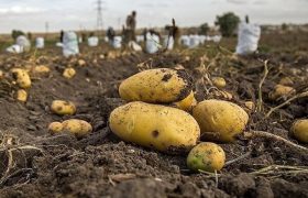 پیش‌بینی برداشت ۲۶ هزار تن سیب‌زمینی بذری در اراضی چالدران