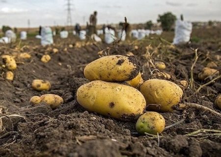 پیش‌بینی برداشت ۲۶ هزار تن سیب‌زمینی بذری در اراضی چالدران