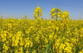 مزرعه‌های زیبای کلزا در پلدشت