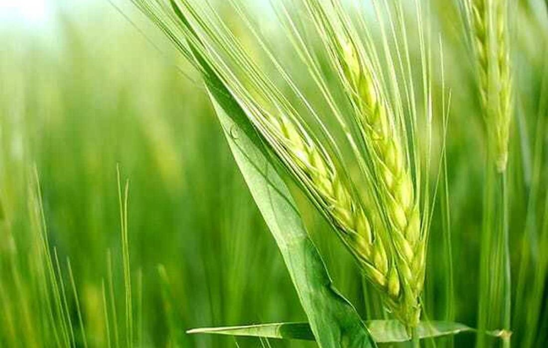صدور ۱۱ مورد اخطار توقف ساخت‌وساز