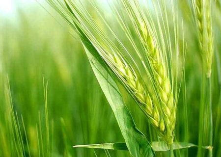 صدور ۱۱ مورد اخطار توقف ساخت‌وساز
