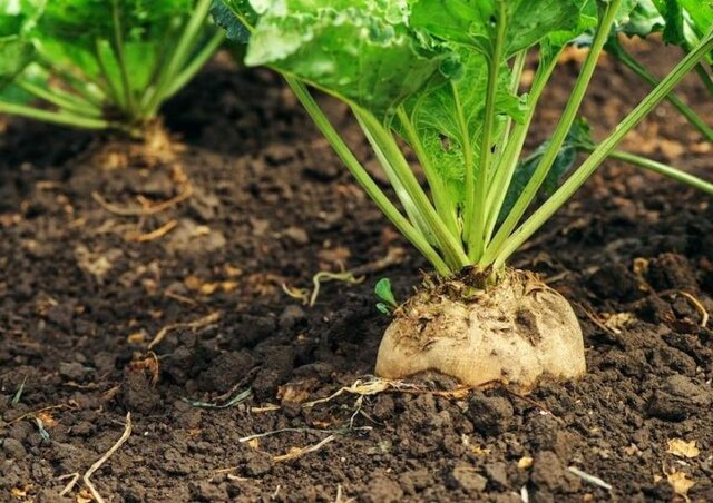 پیش‌بینی برداشت ۲۵ هزار تن چغندرقند