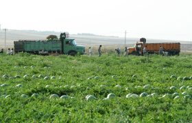 پیش‌بینی برداشت ۲۰ هزار تن هندوانه