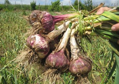 عطر سیر در مزارع آذربایجان غربی