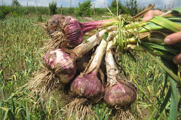عطر سیر در مزارع آذربایجان غربی